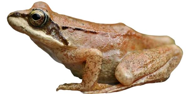 RANA PIRENAICA