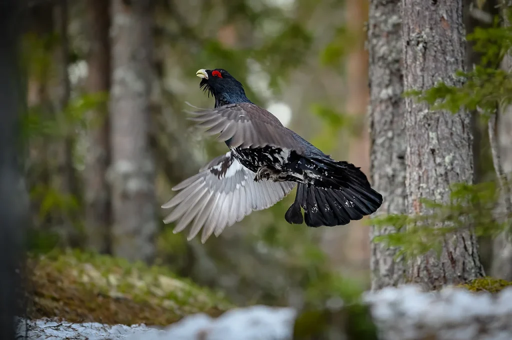 Urugallo, interpretación de naturaleza y educación ambiental Pirineos