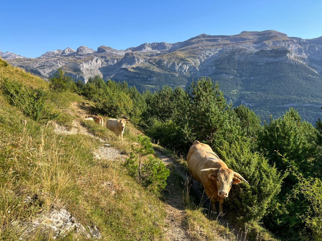 Ganadería Pirineo aragonés